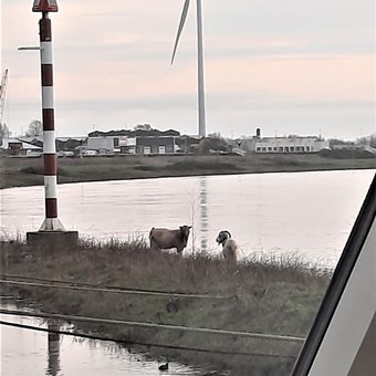Arnhem, Westervoortsedijk, woonboot - foto 2